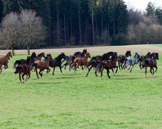 Die Herde im Galopp