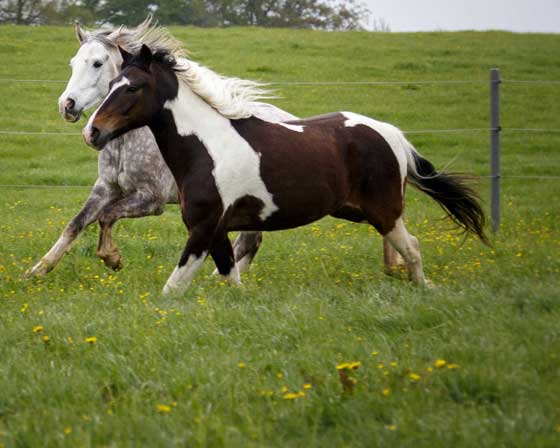 Galopp auf der Weide