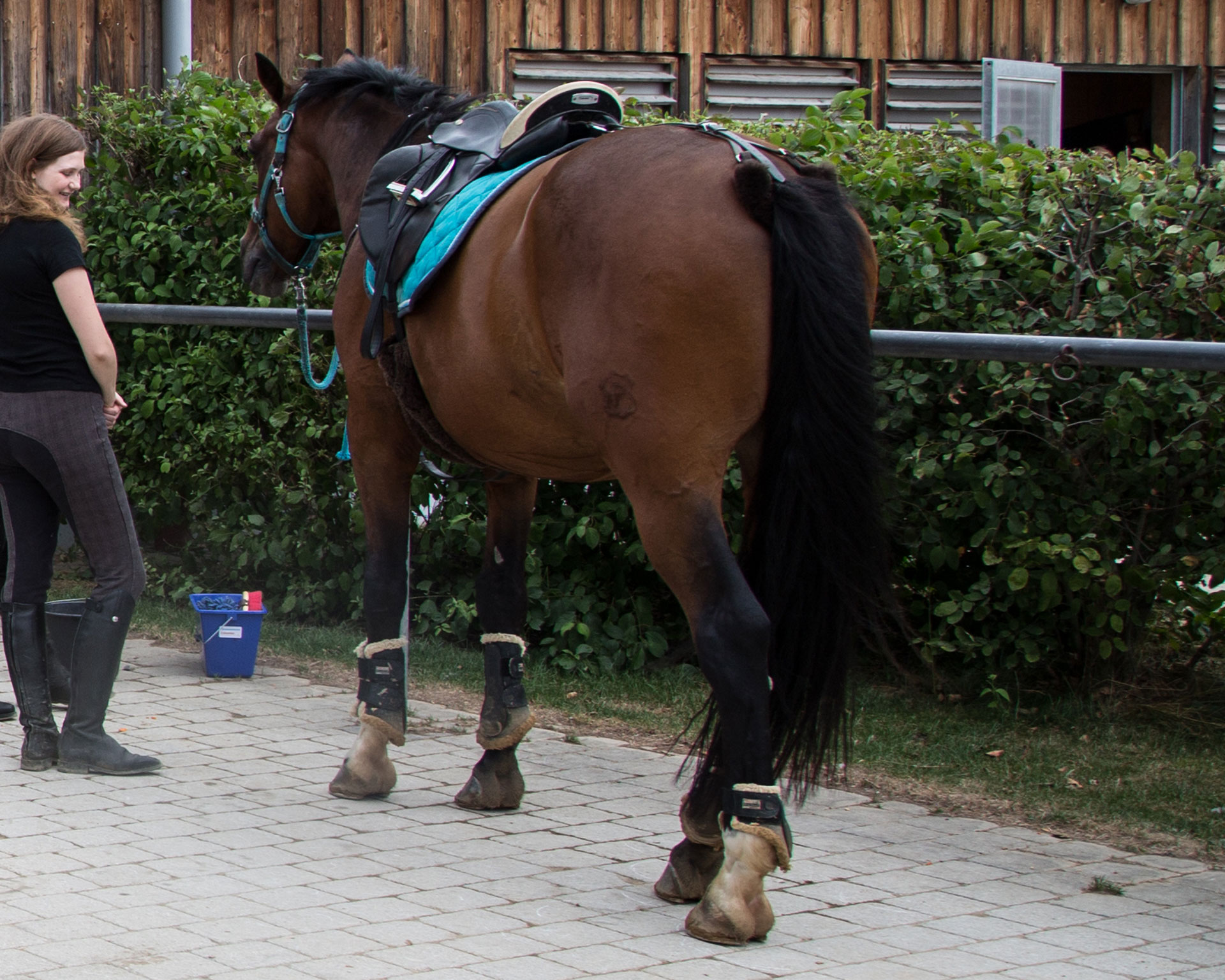 Pferd auf dem Putzplatz